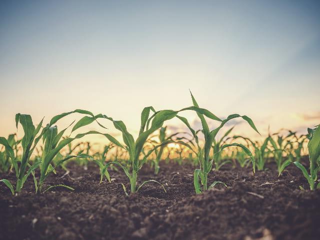 agricultural soil testing. 